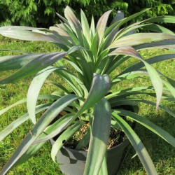 Yucca desmetiana 4 l