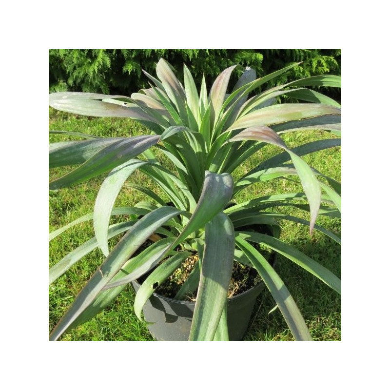 Yucca desmetiana