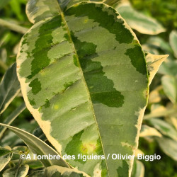 Citrus x tangelo Shiranui variegata