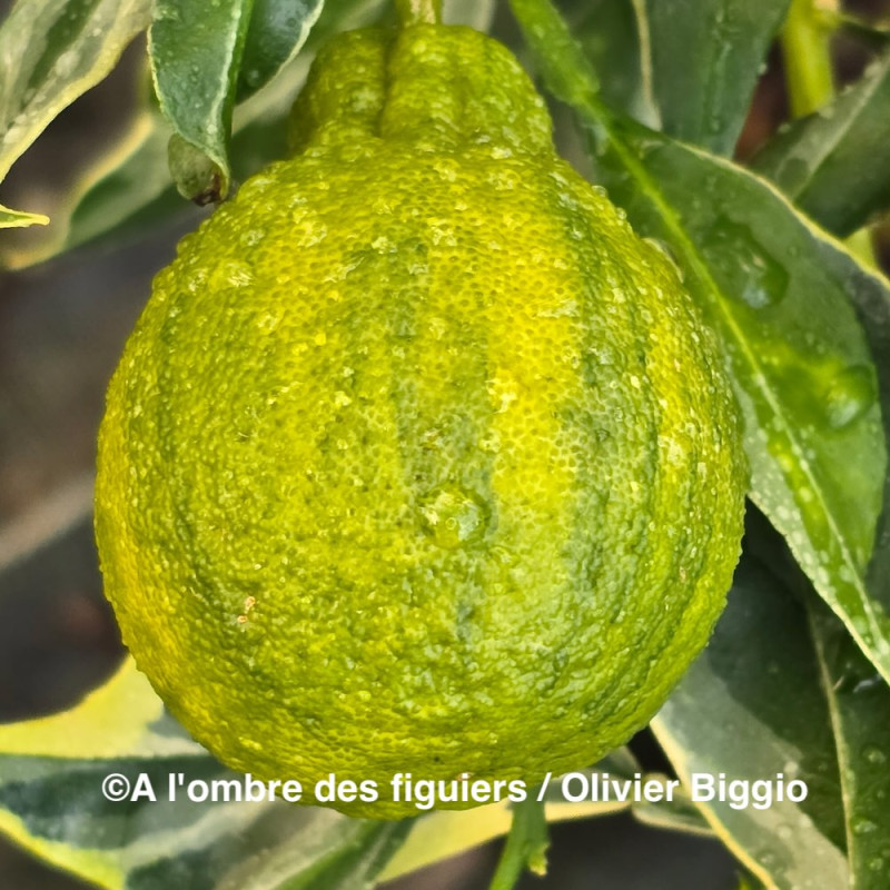 Citrus x tangelo Shiranui variegata