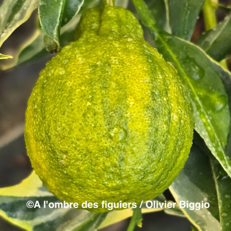 Citrus x tangelo Shiranui variegata