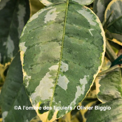 Citrus maxima variegata - Collection Mas Bachès