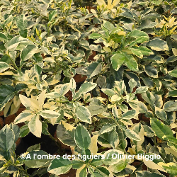 Citrus maxima variegata - Collection Mas Bachès