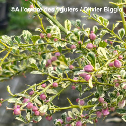 Citrus australasica variegata, caviar panaché - Collection Mas Bachès