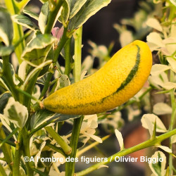 Citrus australasica variegata, caviar panaché - Collection Mas Bachès