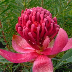 Telopea emperor's torch fleur