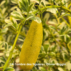 Citrus australasica variegata, caviar panaché - Collection Mas Bachès