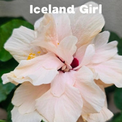Hibiscus Iceland Girl