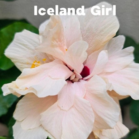 Hibiscus Iceland Girl
