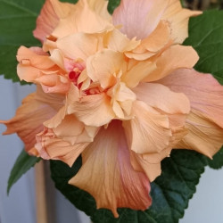 Hibiscus Apricot Cream Double