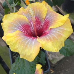 Hibiscus Provocative