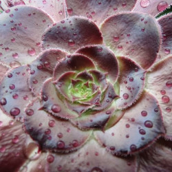 Aeonium arboreum 'Schwarzkopf'