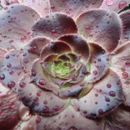 Aeonium arboreum Schwarzkopf