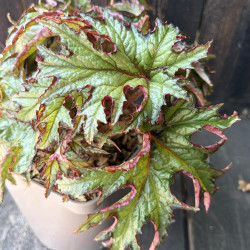 Begonia U614