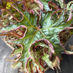 Begonia U614