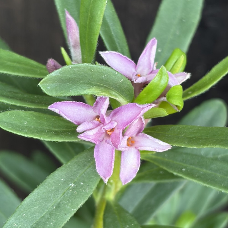 Daphne transatlantica Bella Rose®