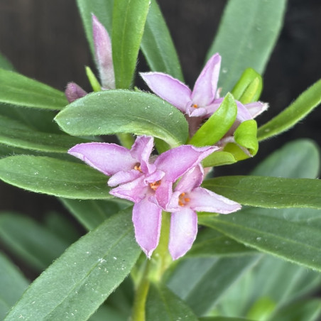 Daphne transatlantica Bella Rose®