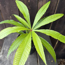Barringtonia papuana