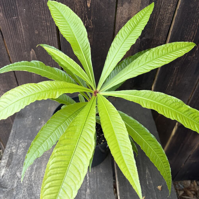 Barringtonia papuana