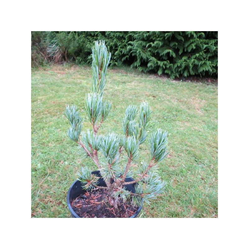 Pinus parviflora Negishi