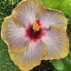Hibiscus Key Largo