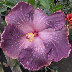 Hibiscus DPs Jumanji