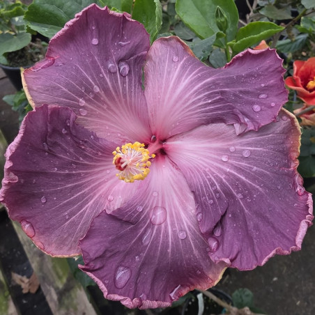 Hibiscus DPs Jumanji