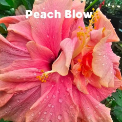 Hibiscus Peach Blow
