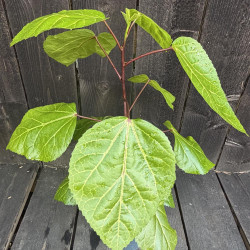 Hibiscus arnottianus