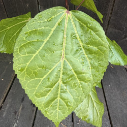 Hibiscus arnottianus