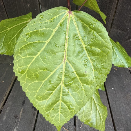 Hibiscus arnottianus