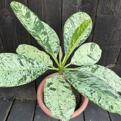 Plumeria variegata