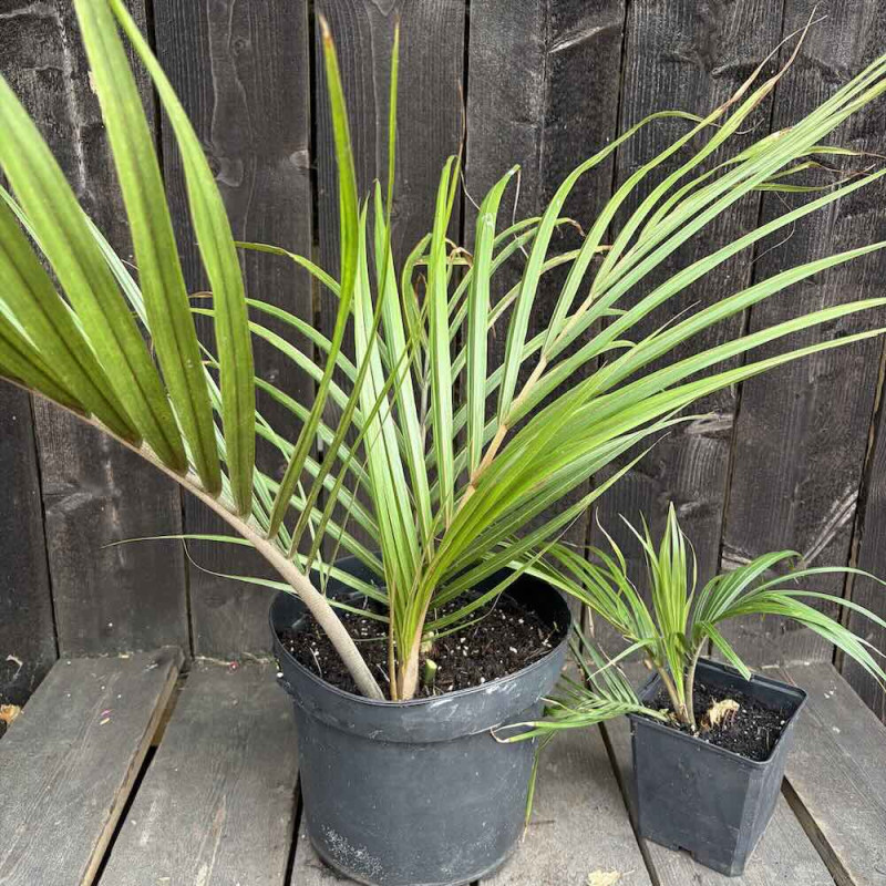 Rhopalostylis sapida 7 et 2 litres