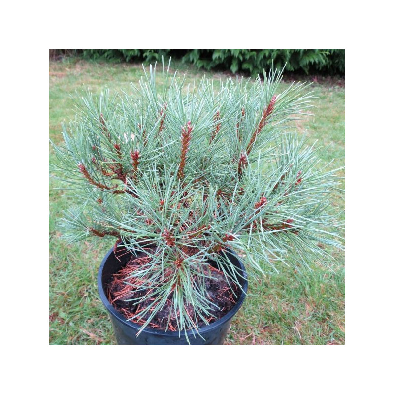 Pinus mugo Ophir