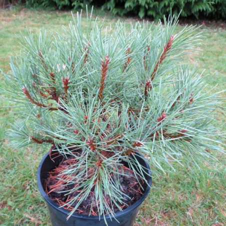 Pinus mugo Ophir