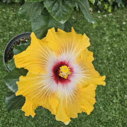 Hibiscus Tahitian Dragon
