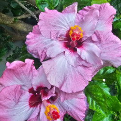 Hibiscus Isobel Beard
