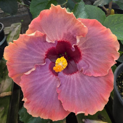Hibiscus Island Caprice