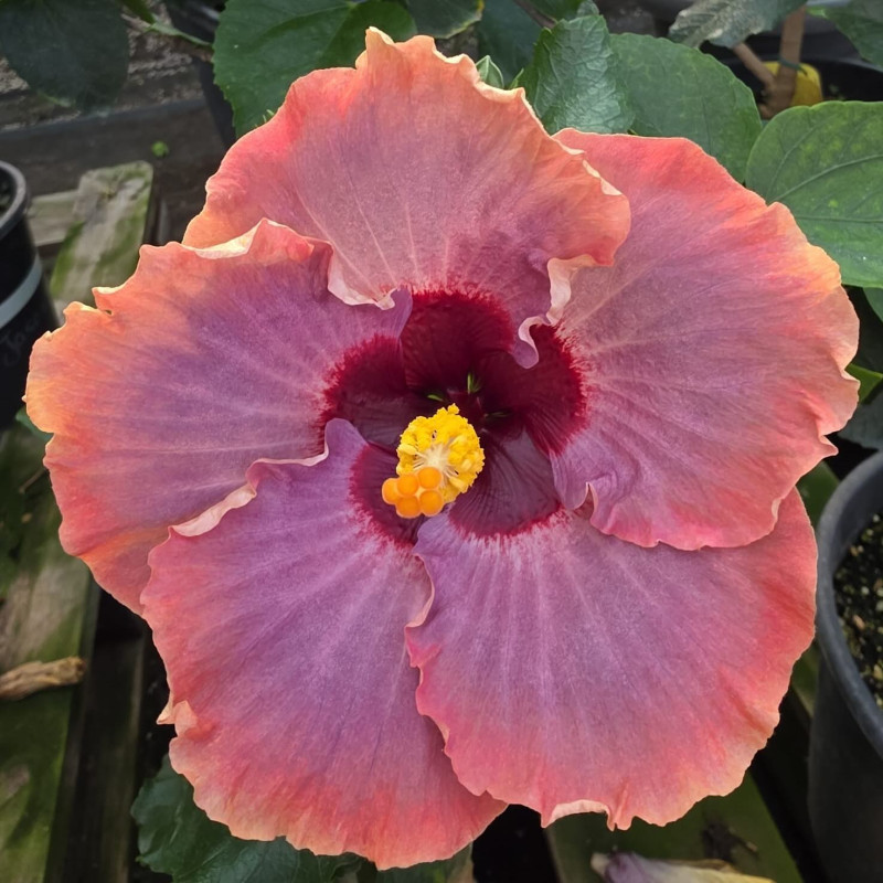 Hibiscus Island Caprice