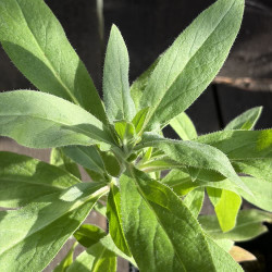 Echium hierrense