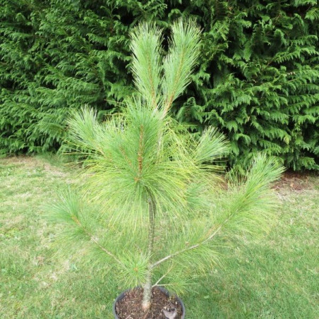 Pinus wallichiana