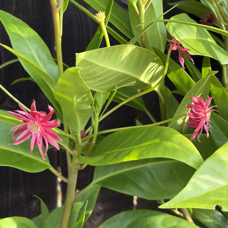 Illicium floridanum Halley's Comet