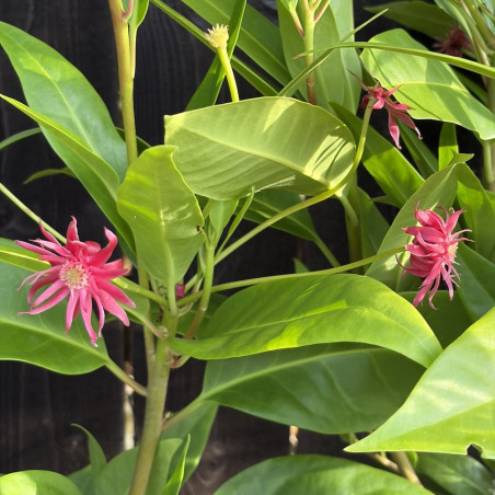Illicium floridanum Halley's Comet