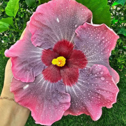 Hibiscus Marli E Kern