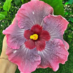 Hibiscus Marli E Kern