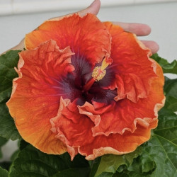 Hibiscus Burnt Saffron