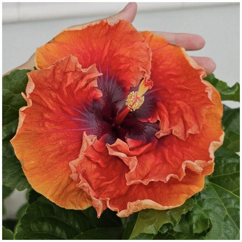 Hibiscus Burnt Saffron