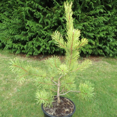 Pinus sylvestris winter gold