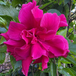Hibiscus Island Empress