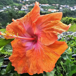 Hibiscus Hawaiian Tropical